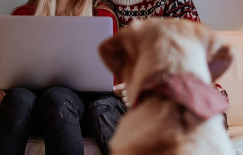 miramigo-hundeakademie-beratung-start miramigo-hundeakademie-beratung-start