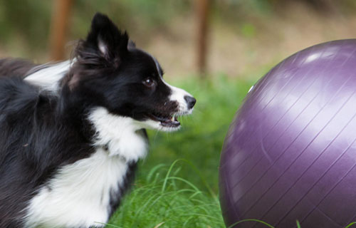 miramigo-hundeakademie-beschäftigung-start miramigo-hundeakademie-beschäftigung-start