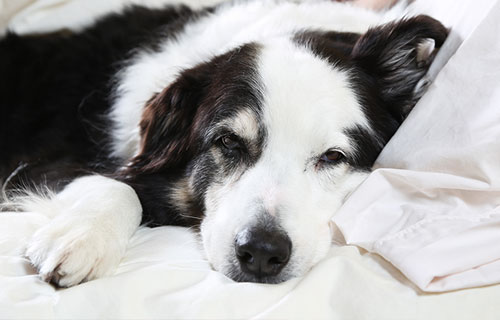 miramigo-hundeakademie-diabeteswarnhund-start miramigo-hundeakademie-diabeteswarnhund-start