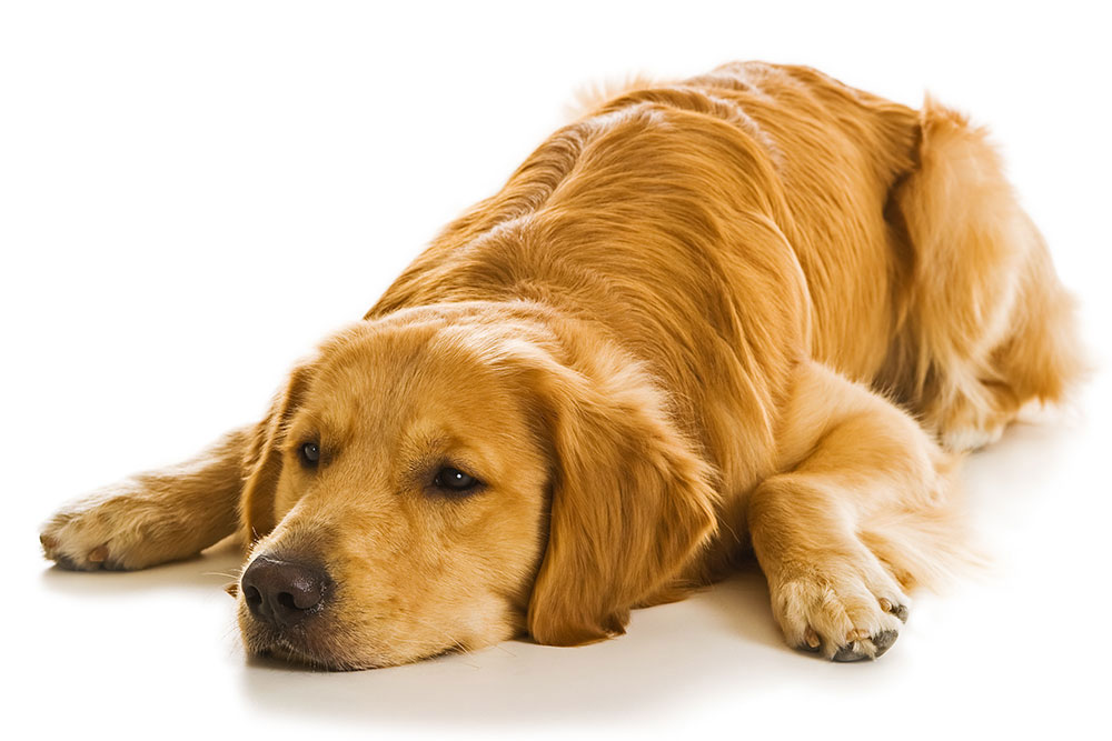 miramigo-hundeakademie-epilepsiehund-unterschied