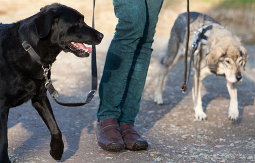 miramigo-hundeakademie-erziehung-start miramigo-hundeakademie-erziehung-start
