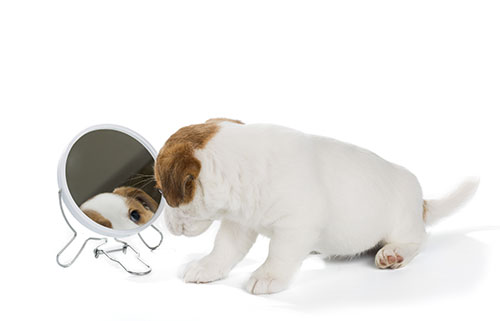 miramigo-hundeakademie-hund-start