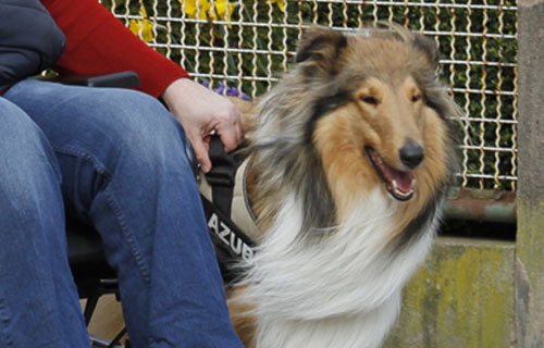 miramigo-hundeakademie-lpf-assistenzhund-start miramigo-hundeakademie-lpf-assistenzhund-start