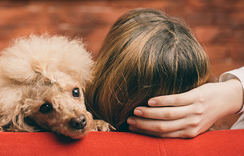 miramigo-hundeakademie-signalhund-start miramigo-hundeakademie-signalhund-start