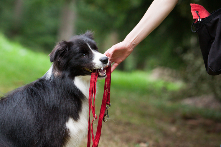 Leinenführigkeit für Profis