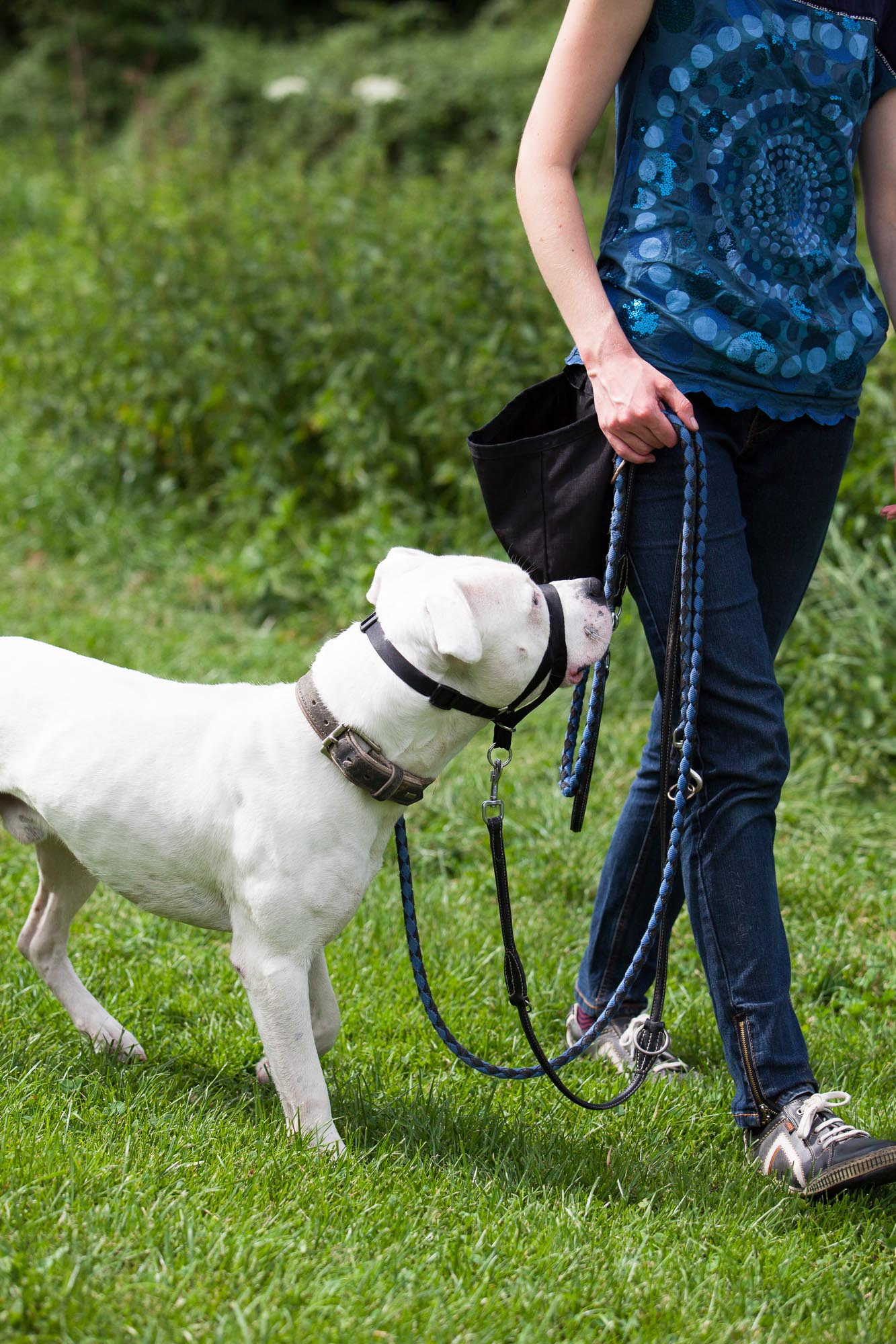 Halti richtig anwenden