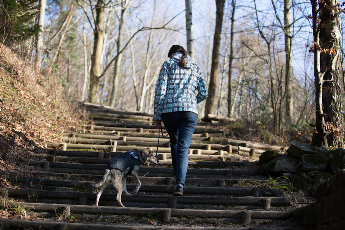 Leinenführigkeit trotz Ablenkung