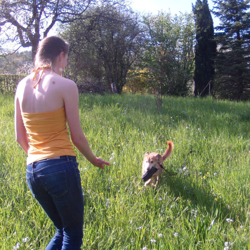 Hundetraining bei Verhaltensproblemen