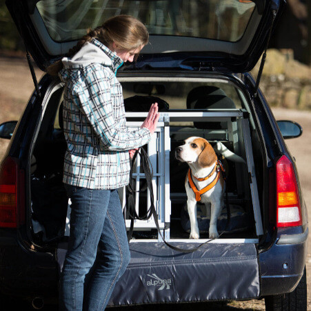 Beagel übt das Warten vor dem Herausspringen aus der Autohundetransportbox - Einzelcoaching in Kernen