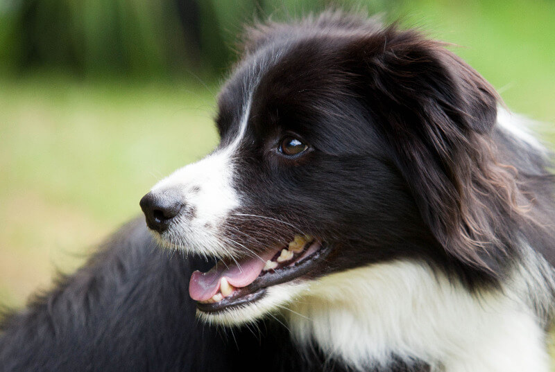 Bordercollie als Signalhund hört aufmerksam.