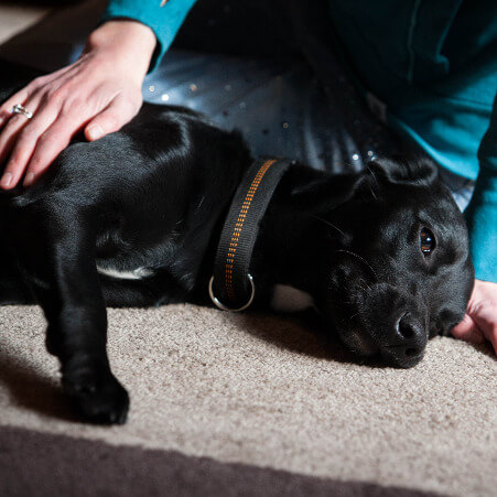 Stressreduktion im Alltag: Mischlingshündin liegt entspannt auf der Seite und döst - erfolgreiches Hundetraining