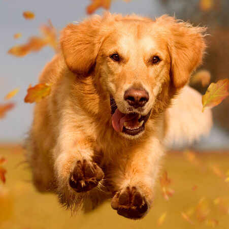 Golden Retriever rennt voller Begeisterung beim Hundetraining in Kernen.