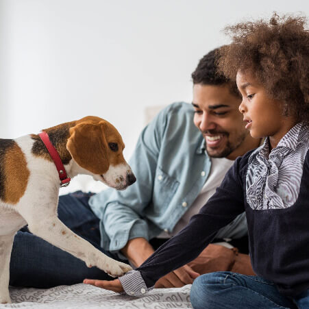Ein Mädchen trainiert mit ihrem Beagle - Einzelcoaching zur Gewöhnung des Hundes an Kinder.