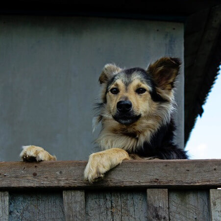 Hund schaut über einen Gartenzaun und lernt im Hundetraining als Einzelcoaching entspannt alleine zu Hause zu bleiben.