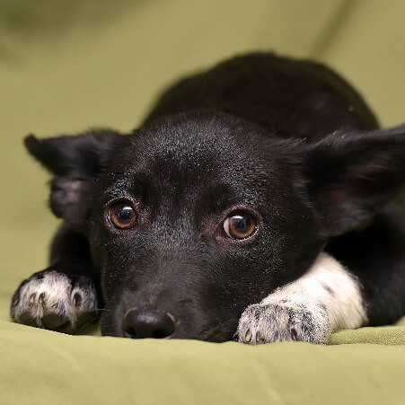 Dachshundmischling liegt ängstlich auf dem Boden und soll im Hundetraining als Einzelcoaching lernen seine Angst zu überwinden.