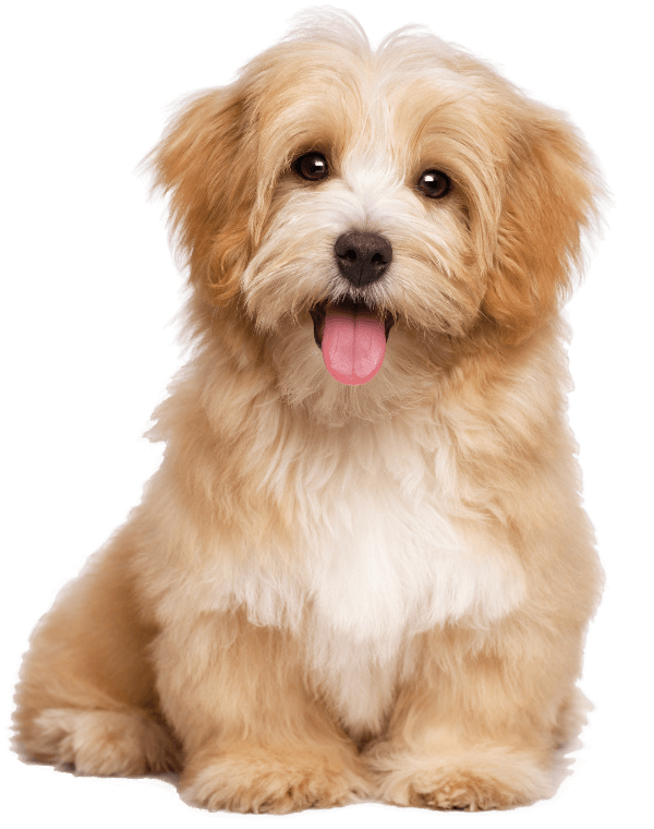 Hundetraining im Einzelcoaching mit einem Welpen in Kernen.