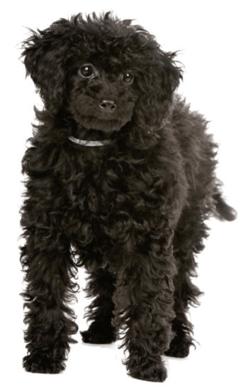 Pudel Welpe wird zum Signalhund ausgebildet und schaut freundlich nach vorne.