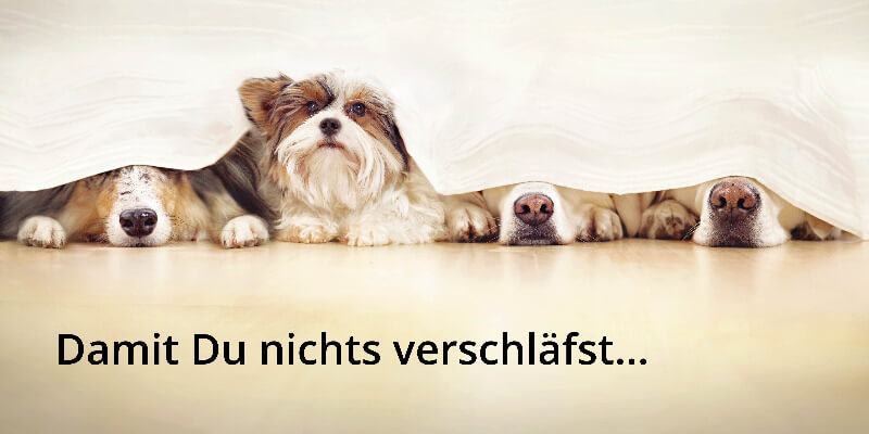 Vier Hunde liegen unter einer Decke. Drei davon schlafen, einer ist wacht und schaut neugierig unter der Decke hervor. Der Text auf dem Bild lautet: Damit Du nichts verschläfst...