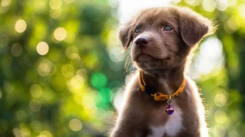 Welpe trainiert in Kernen und schaut aufmerksam nach oben.