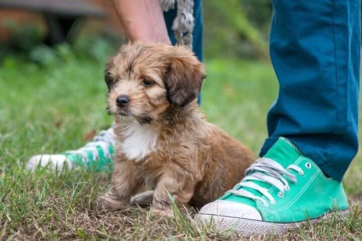 Ein Welpe fühlt sich sicher bei seinem Menschen und sitzt zwischen dessen Füßen.