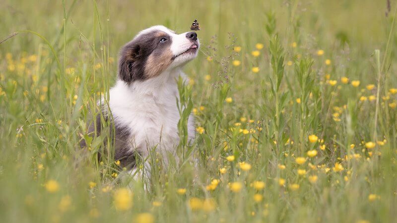 Ein Welpe sitzt während der Welpenschule auf einer Blumenwiese mit einem Schmetterling auf der Schnauze.
