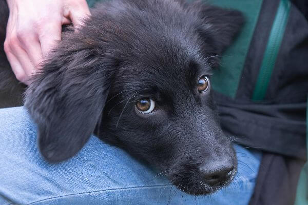 Assistenzhundwelpe genießt es in der Trainingspause gestreichelt zu werden.