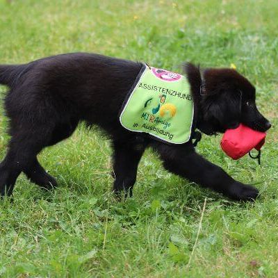 assistenzhundwelpe_siru_traegt_seine_ausbildungskenndecke_und_apportiert_einen_futterbeutel.