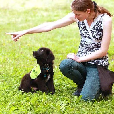 welpe_siru_wird_von_katharina_thum_im_assistenzhundtraining_mit_einem_handzeichen_zum_apportieren_geschickt.