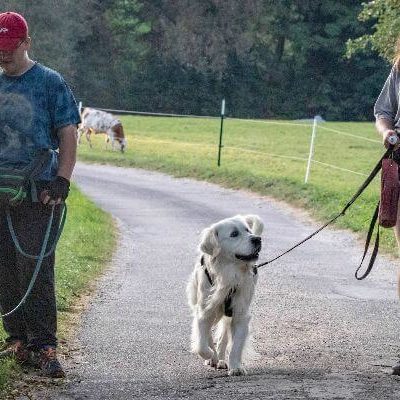 Assistenzhundazubi Sam ignoriert den andern Hund und hält beim Vorbeilaufen Blickkontakt zu seinem Menschen.