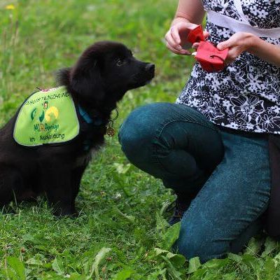 Assistenzhundwelpe Siru bekommt im Training eine Futterbelohnung aus dem Futterbeutel.