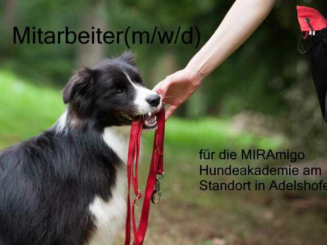 Stellenausschreibung_Hundebetreuung Stellenausschreibung_Hundebetreuung